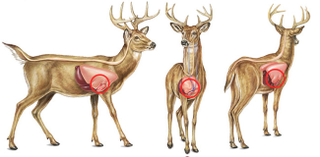 Illustration for article titled How to Sight-In Your Rifle For The Perfect Long-Range Shot